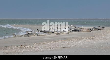 Les phoques de la Baie de somme, font face au Hourdel et vus du Crotoy. Banque D'Images