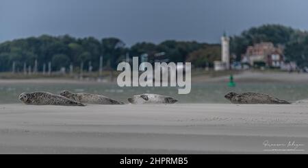 Les phoques de la Baie de somme, font face au Hourdel et vus du Crotoy. Banque D'Images