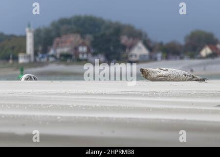 Les phoques de la Baie de somme, font face au Hourdel et vus du Crotoy. Banque D'Images