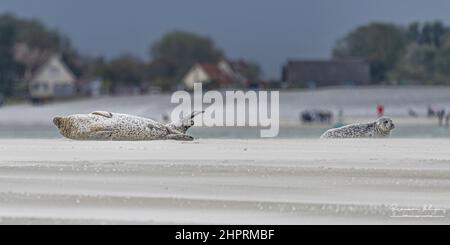 Les phoques de la Baie de somme, font face au Hourdel et vus du Crotoy. Banque D'Images