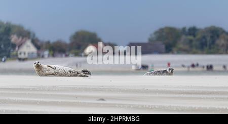 Les phoques de la Baie de somme, font face au Hourdel et vus du Crotoy. Banque D'Images