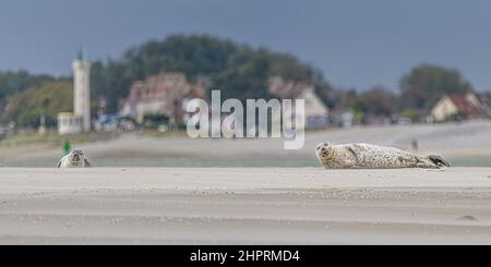 Les phoques de la Baie de somme, font face au Hourdel et vus du Crotoy. Banque D'Images