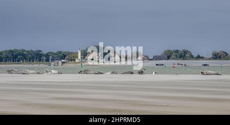 Les phoques de la Baie de somme, font face au Hourdel et vus du Crotoy. Banque D'Images