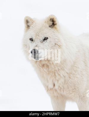 Portrait du loup arctique dans la neige d'hiver au Canada Banque D'Images