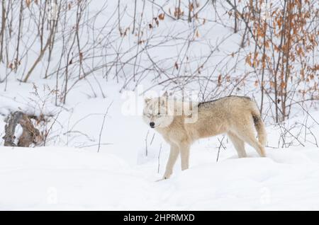 Loup arctique marchant dans la neige d'hiver au Canada Banque D'Images