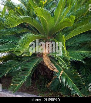 Cycad (cycas revoluta) fleur mâle Banque D'Images