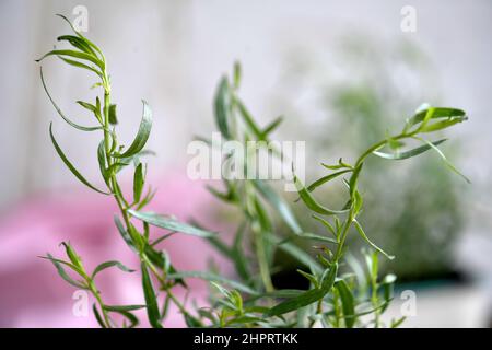 Herbes fraîches, estragon photo Janerik Henriksson / TT code10010 Banque D'Images