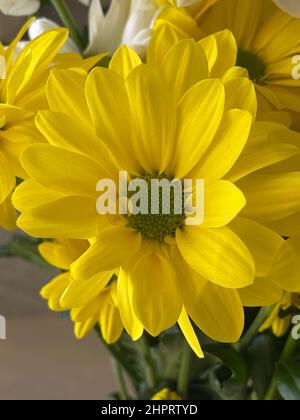 Artichaut de Jérusalem, fleurs jaune vif à la lumière du jour. Helianthus tuberosusa espèce de plantes herbacées tubereuses vivaces du genre Sunflower Banque D'Images
