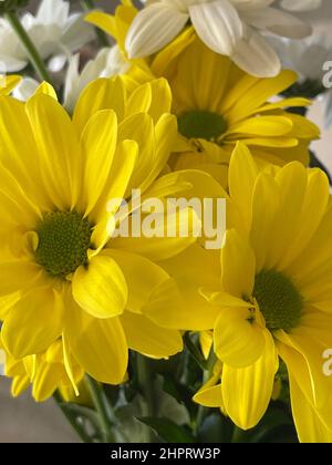 Artichaut de Jérusalem, fleurs jaune vif à la lumière du jour. Helianthus tuberosusa espèce de plantes herbacées tubereuses vivaces du genre Sunflower Banque D'Images