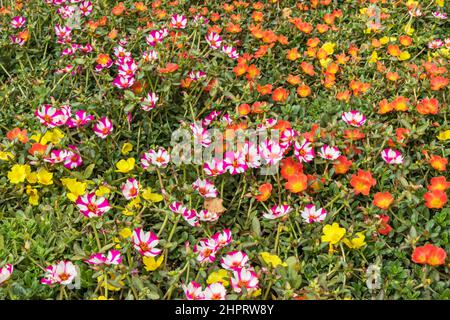 Plants de roses de Moss multicolores (Portulaca grandiflora). Banque D'Images