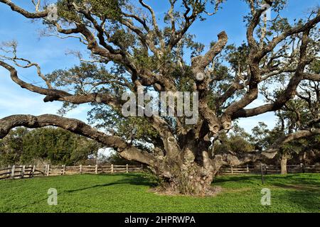 Le grand arbre 'Quercus virginiana', chêne de Virginie vivant, âgé de plus de 1000 ans. Banque D'Images