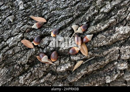 Coastal Live Oak, acornes déchus avec calottes 'Quercus virginiana'. Banque D'Images