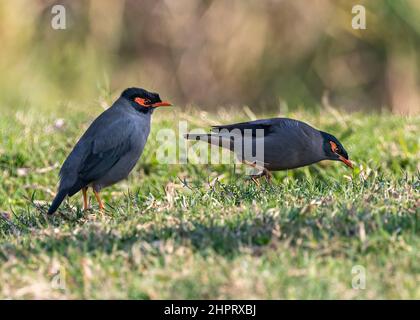 Bank Myna sur le terrain à la recherche de nourriture Banque D'Images