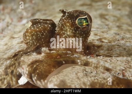 Œil d'une semelle commune, yeux de poissons tropicaux, philippines, Asie Banque D'Images