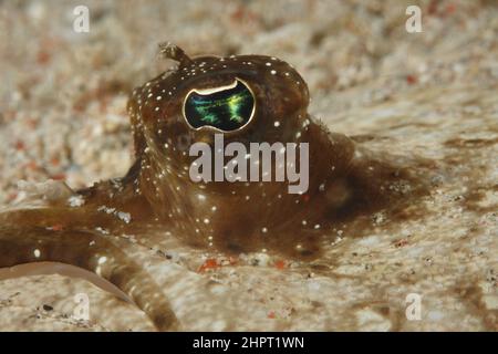 Œil d'une semelle commune, yeux de poissons tropicaux, philippines, Asie Banque D'Images