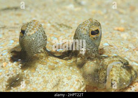 Œil d'une semelle commune, yeux de poissons tropicaux, philippines, Asie Banque D'Images