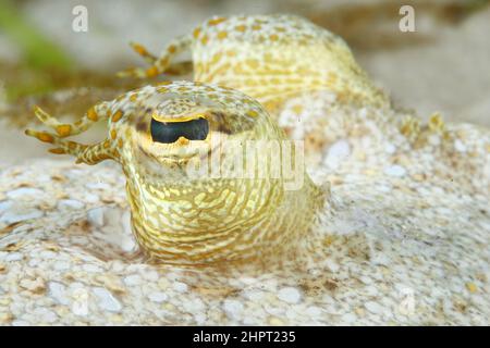 Œil d'une semelle commune, yeux de poissons tropicaux, philippines, Asie Banque D'Images