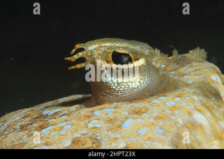 Œil d'une semelle commune, yeux de poissons tropicaux, philippines, Asie Banque D'Images