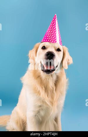 Portrait d'un chien en bonne santé mignon posé dans un chapeau de fête Banque D'Images