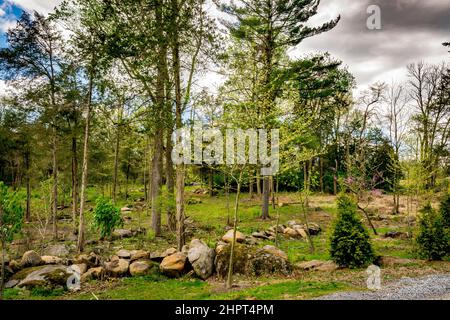 Vue sur le feuillage des arbres de Springtime avec rochers sur une route de campagne le jour du printemps Banque D'Images