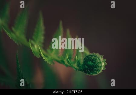 Fern feuilles vert frais juteux, fougères macro photo vue macro de fond décoratif de fougères feuilles Banque D'Images