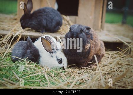 Famille de lapins mangeant du foin à l'extérieur Banque D'Images