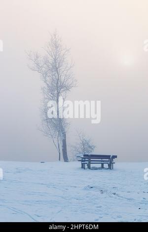 Banc recouvert de neige sous un grand arbre lors d'une journée d'hiver brumeuse avec le soleil qui se couche à travers le brouillard Banque D'Images