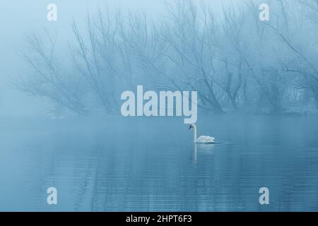 Cygne nageant dans de l'eau froide gelée le matin d'hiver Banque D'Images