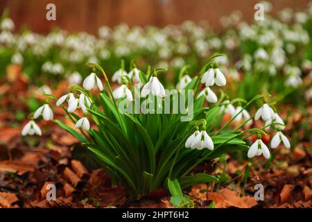 Un bouquet de gouttes de neige blanches fleurir dans la forêt Banque D'Images