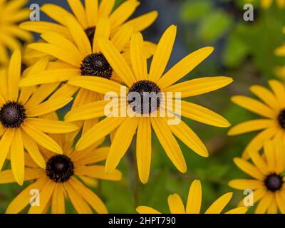 Rudbeckia Goldsturm est connu sous le nom de Black Eyed Susan qui grandit dans un jardin britannique. Banque D'Images