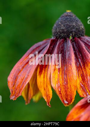 Rouge foncé teinté de fleurs à cône orange poussant dans un jardin britannique. Banque D'Images