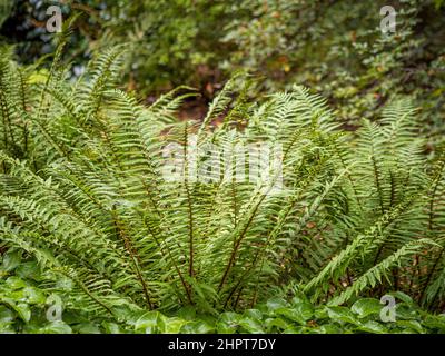 Fougère de shuttlecock, Matteuccia struthiopteris croissant dans une forêt britannique. Banque D'Images