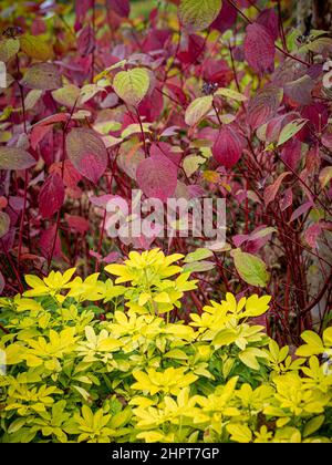 Choisya ternata 'Sundance' avec les feuilles rouges de Cornus Alba derrière. Banque D'Images