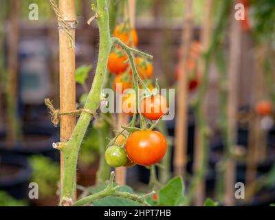 Plants de tomate avec feuillage enlevé pour permettre le maximum de lumière du soleil aux tomates cerises mûrissant sur la vigne. Banque D'Images