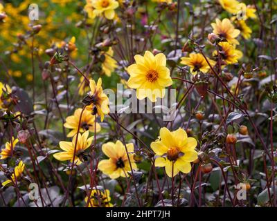 Fleurs jaunes de dahlia 'Happy Single Party' croissant dans un lit de découpe dans un jardin britannique. Banque D'Images