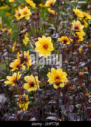 Fleurs jaunes de dahlia 'Happy Single Party' croissant dans un lit de découpe dans un jardin britannique. Banque D'Images