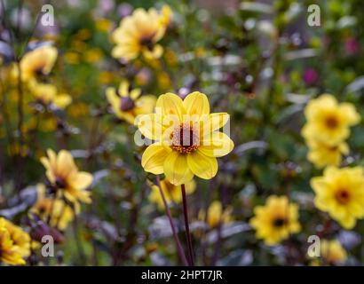 Fleurs jaunes de dahlia 'Happy Single Party' croissant dans un lit de découpe dans un jardin britannique. Banque D'Images