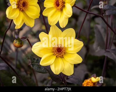 Fleurs jaunes de dahlia 'Happy Single Party' croissant dans un lit de découpe dans un jardin britannique. Banque D'Images