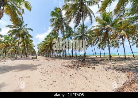 Paysage d'un chemin de sable entre les grands cocotiers d'une belle plage. Destination scéniques à Rota dos Coqueiros sur la plage de Maracaipe, Ipojuca - PE, Banque D'Images