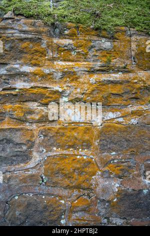 Un mur de lichen orange-jaune et de mousse qui pousse dessus. Une forme de vie symbiotique, lichen peut également indiquer la qualité de l'air. Banque D'Images