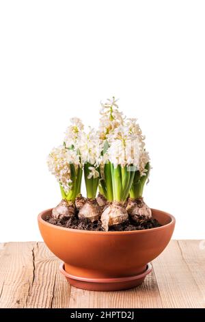 Jacinthes blanches fleuries en terre cuite sur table rustique en bois isolée sur fond blanc. Espace de copie du modèle de motif fleurs de printemps. Banque D'Images