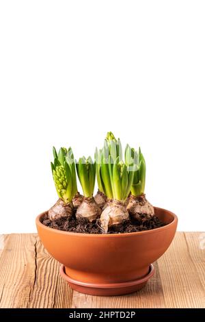 Jacinthes avec bourgeons poussant en terre cuite fleur pot sur table rustique en bois isolée sur fond blanc. Modèle de motif fleurs de printemps. Banque D'Images