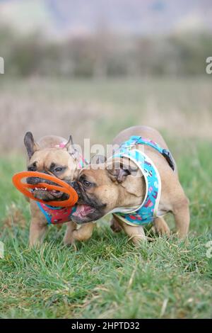 Deux chiens de Bulldog français jouent chercher avec le jouet volant de disque Banque D'Images