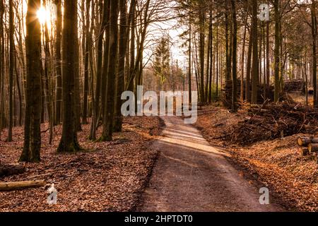Jeu de lumière contre la lumière dans la forêt de vignerons Banque D'Images