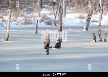 scène d'hiver des souches d'arbres morts sur un lac gelé avec des buissons enneigés en arrière-plan Banque D'Images