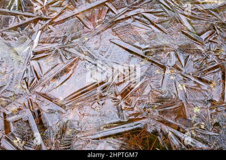 Géométrie de la surface de glace dans les eaux des marais, parc national Kemeri, Lettonie Banque D'Images