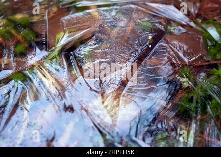 Géométrie de la surface de glace dans les eaux des marais, parc national Kemeri, Lettonie Banque D'Images