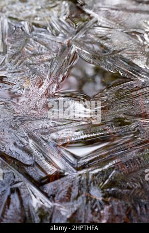 Géométrie de la surface de glace dans les eaux des marais, parc national Kemeri, Lettonie Banque D'Images