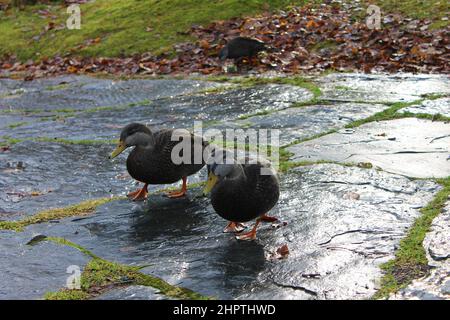 Deux canards sur un sentier en pierre, dans le parc, en automne. Banque D'Images