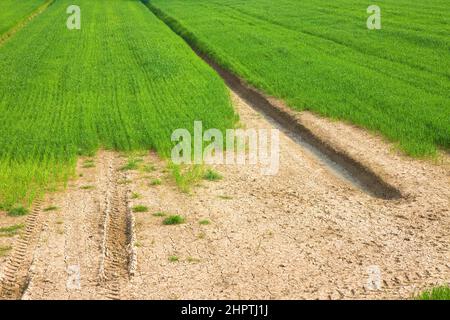 Champ de blé avec de vastes zones improductives - concept de la famine Banque D'Images